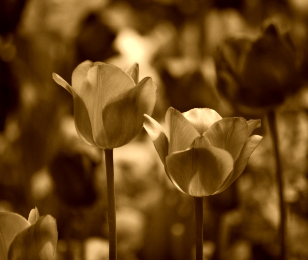 Highlight the differences between two images