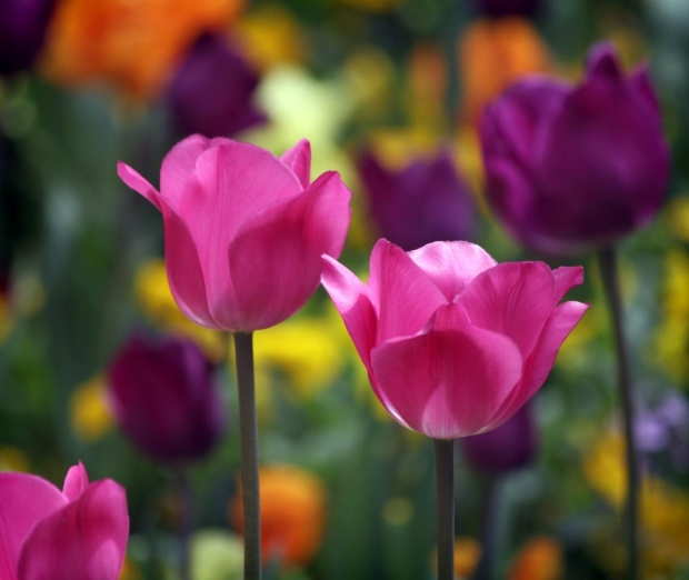 Highlight the differences between two images